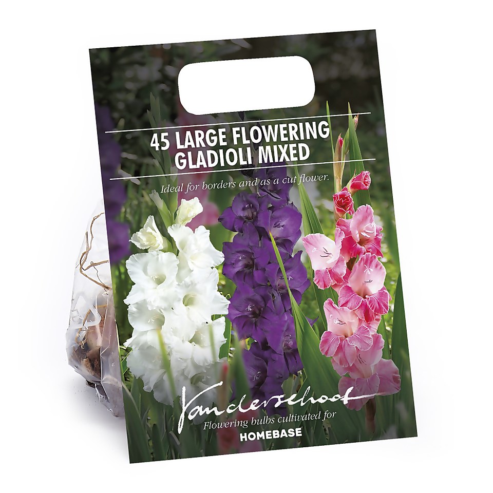 45 Large Flowering  Gladioli Mixed