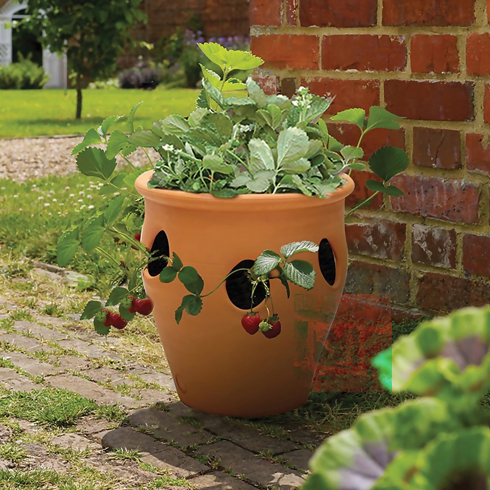 Herb Pot 20cm Homebase