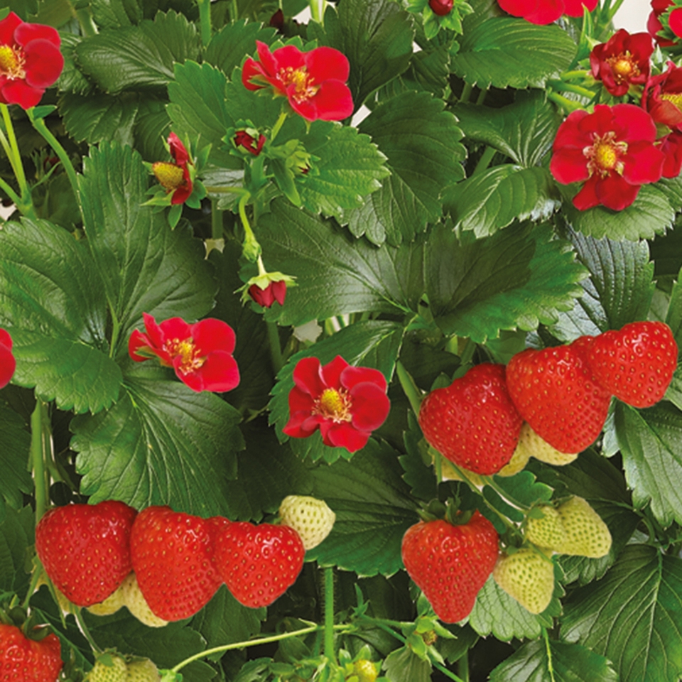 Strawberry Rattan Hanging Basket 30cm Homebase