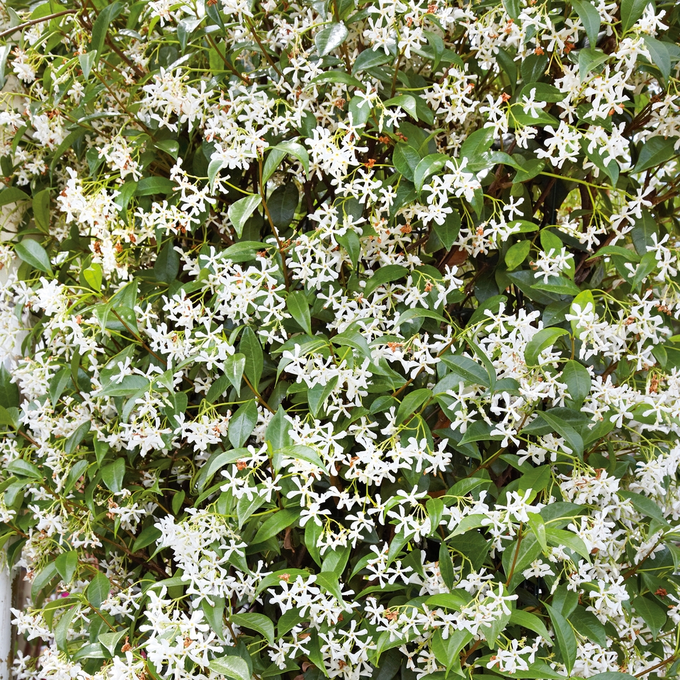 Trachelospermum jasminoides White Wings on Cane - 19cm