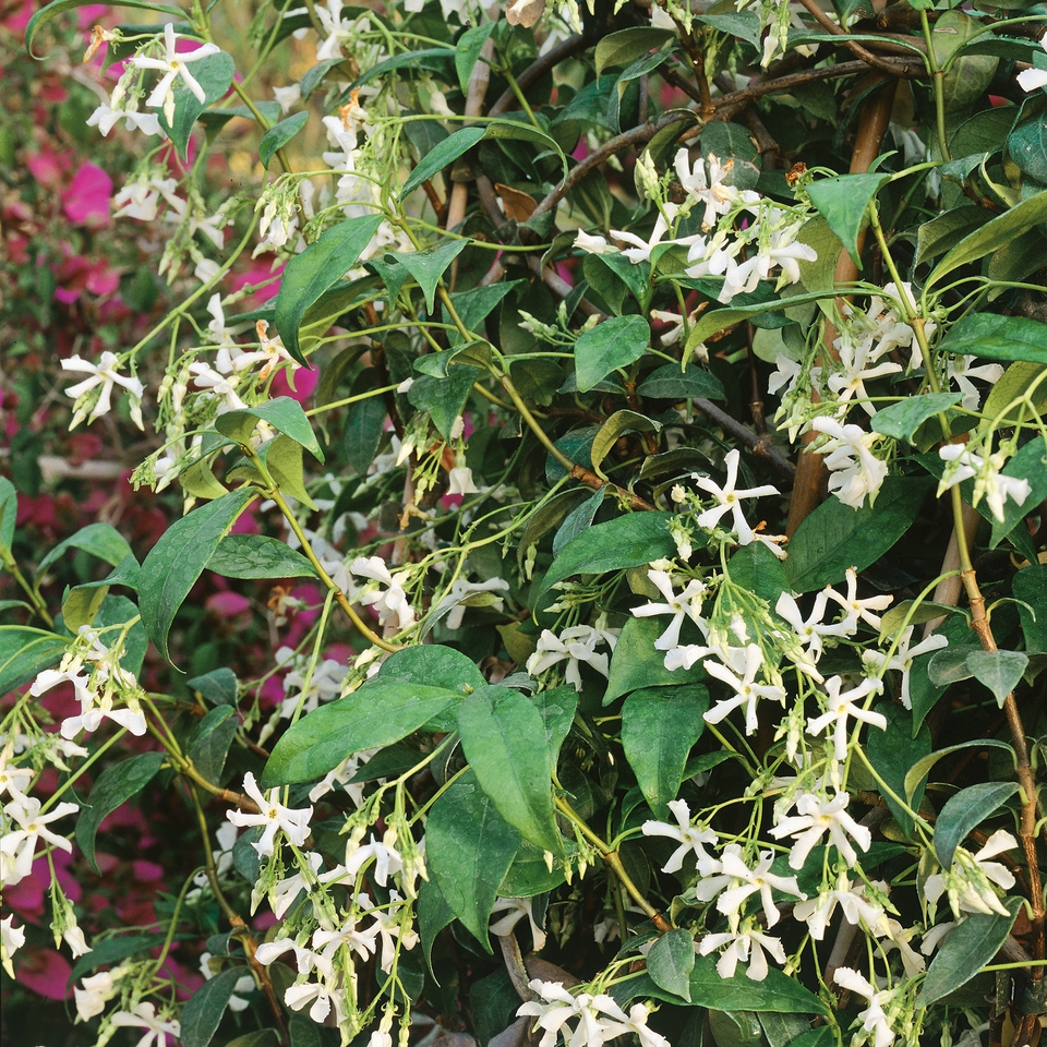 Trachelospermum jasminoides White Wings on Cane - 19cm