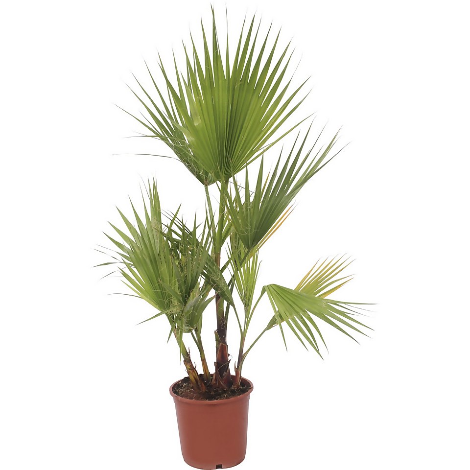 Washingtonia robusta (Mexican Fan Palm) - 22cm