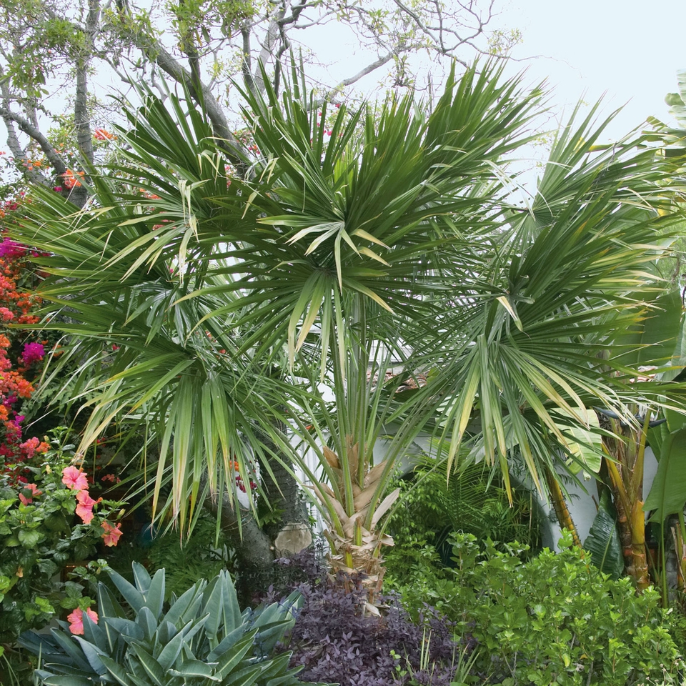 Washingtonia robusta (Mexican Fan Palm) - 22cm