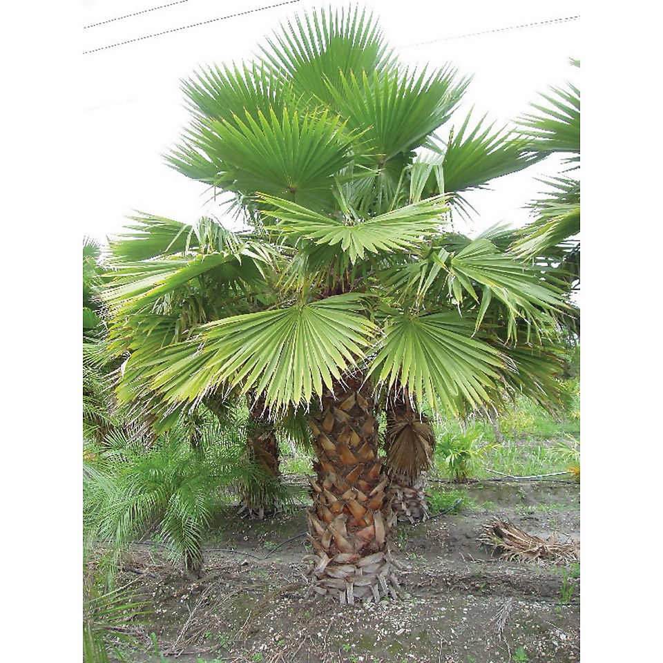 Washingtonia robusta Palm 22cm