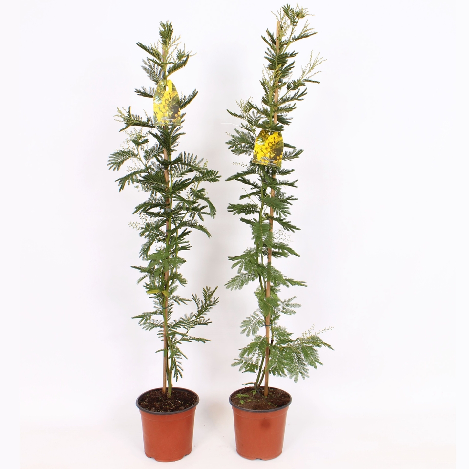 Acacia dealbata Mimosa on Cane - 19cm