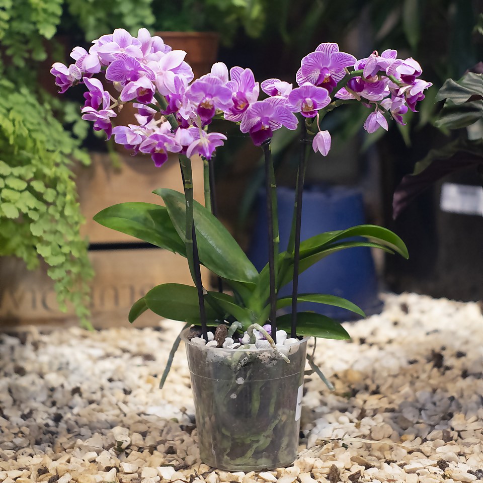 Lava-Lite Orchid-Gro+ - 1 Litre
