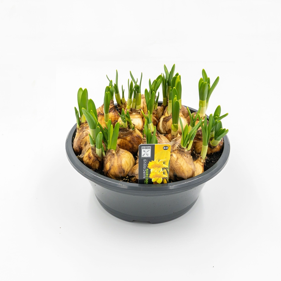 Dwarf Daffodill Narcissus Tete A Tete in 23cm bowl (Northern Ireland)