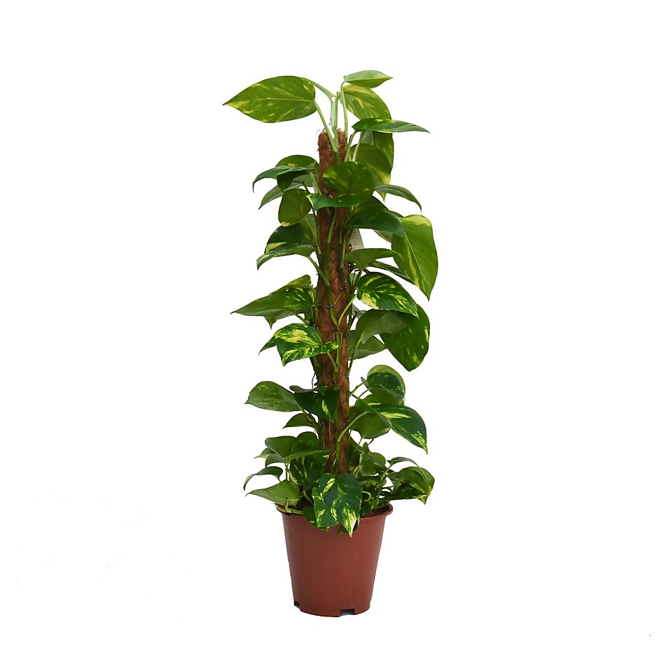 Scindapsus (Devils Ivy) with 80cm Moss pole - 19cm Pot