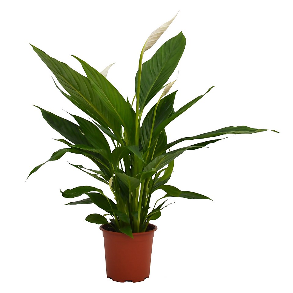 Spathiphyllum (Peace Lily) House Plant - 17cm