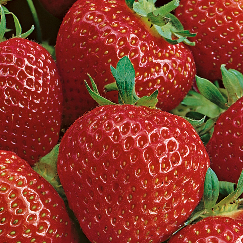 Strawberry Strip Elsanta