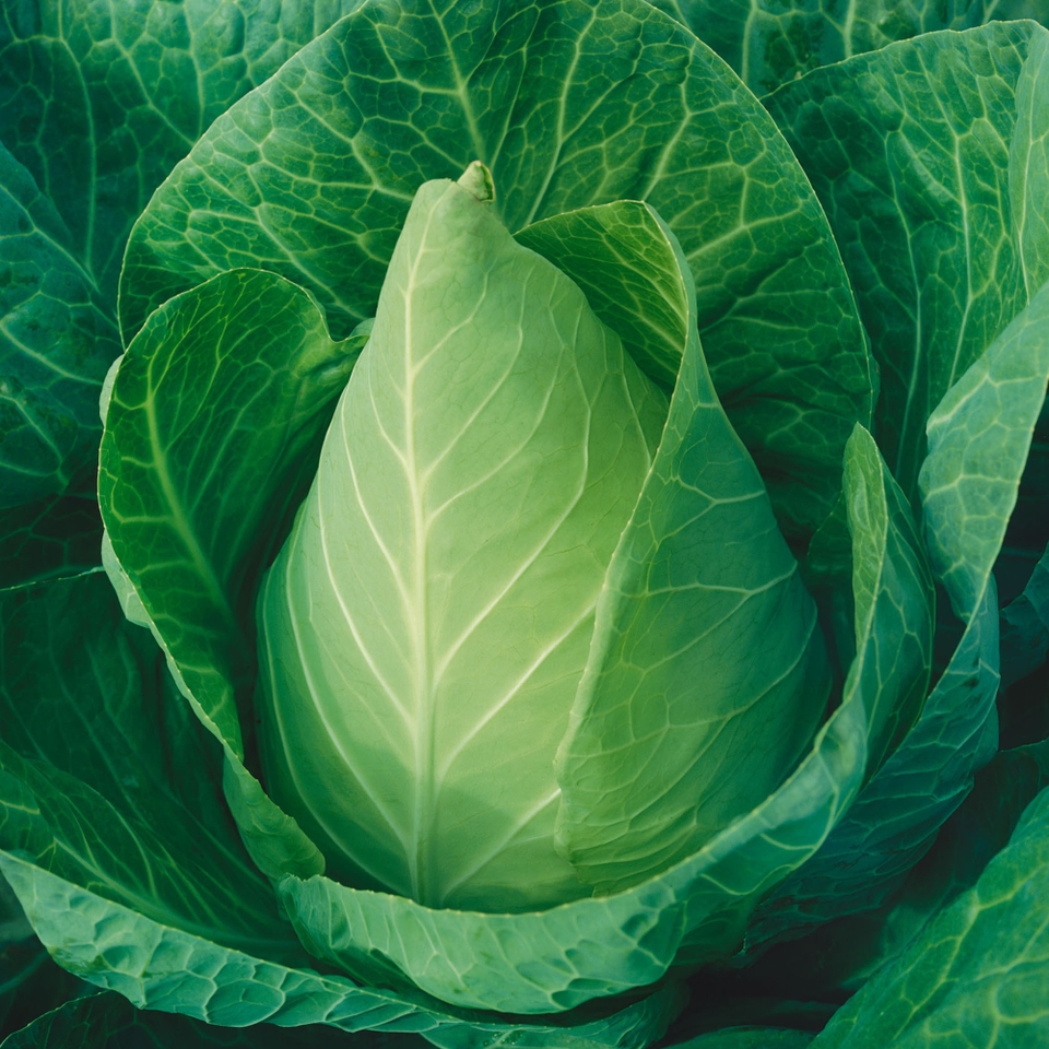 Vegetable Strip Pointed Cabbage Regency