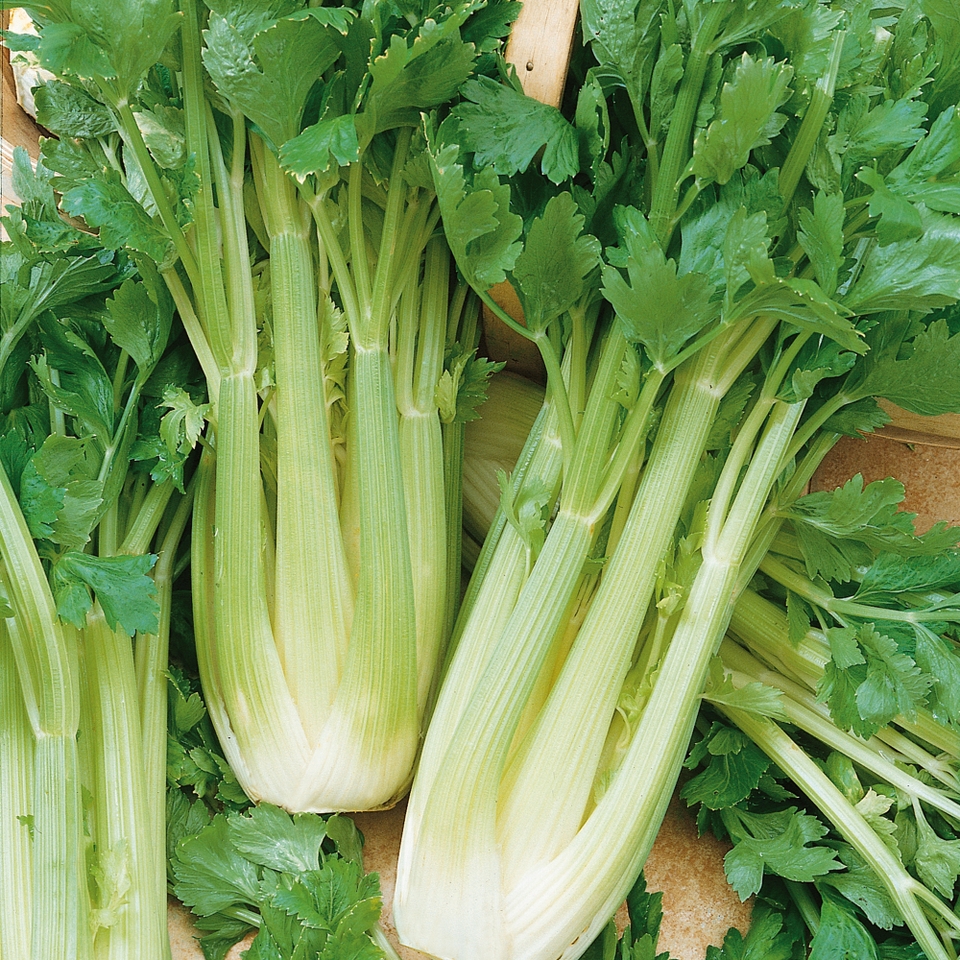 Vegetable Strip Celery Victoria