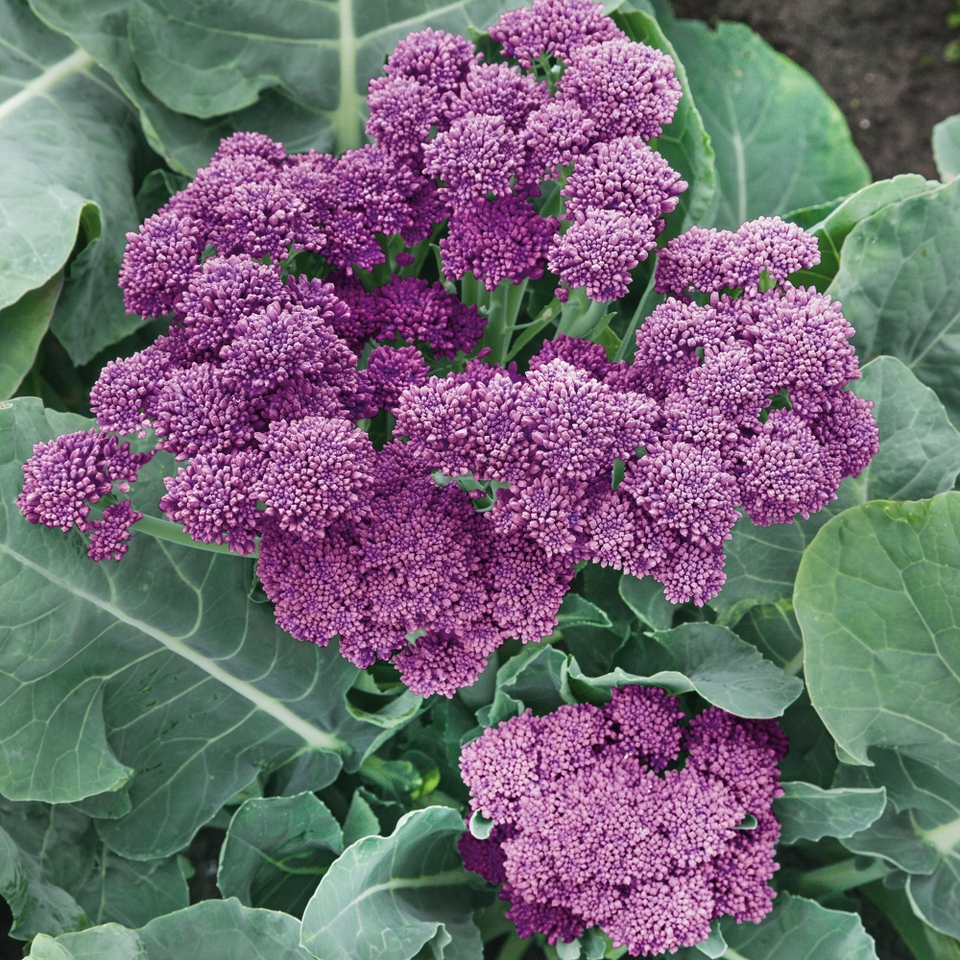 Vegetable Strip Early Purple Sprouting Broccoli