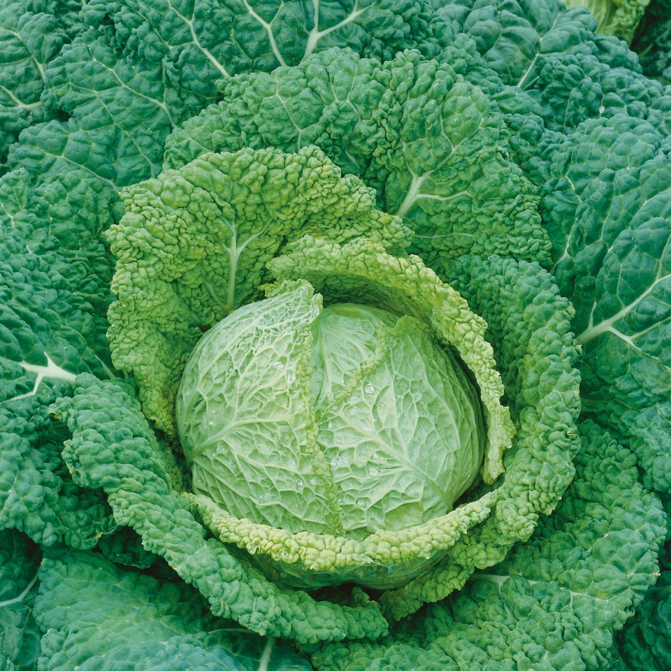 Vegetable Strip Savoy Cabbage Jade
