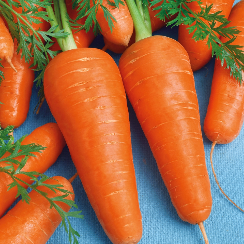 Vegetable Strip Carrot Chantenay