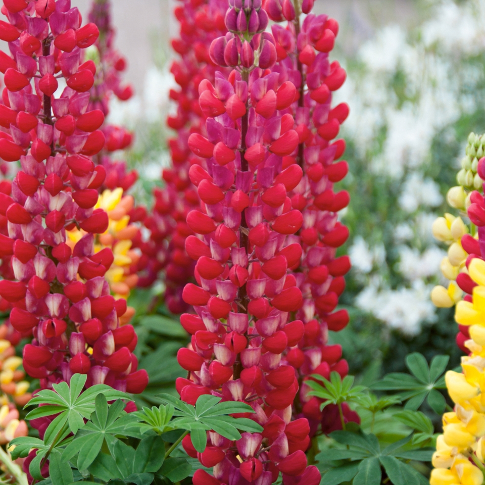 West Country Lupins Mix 5L