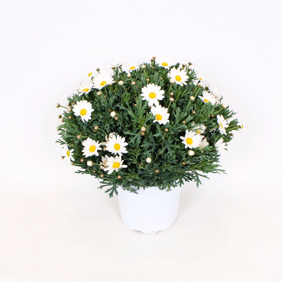 Marguerite White bush - 18cm