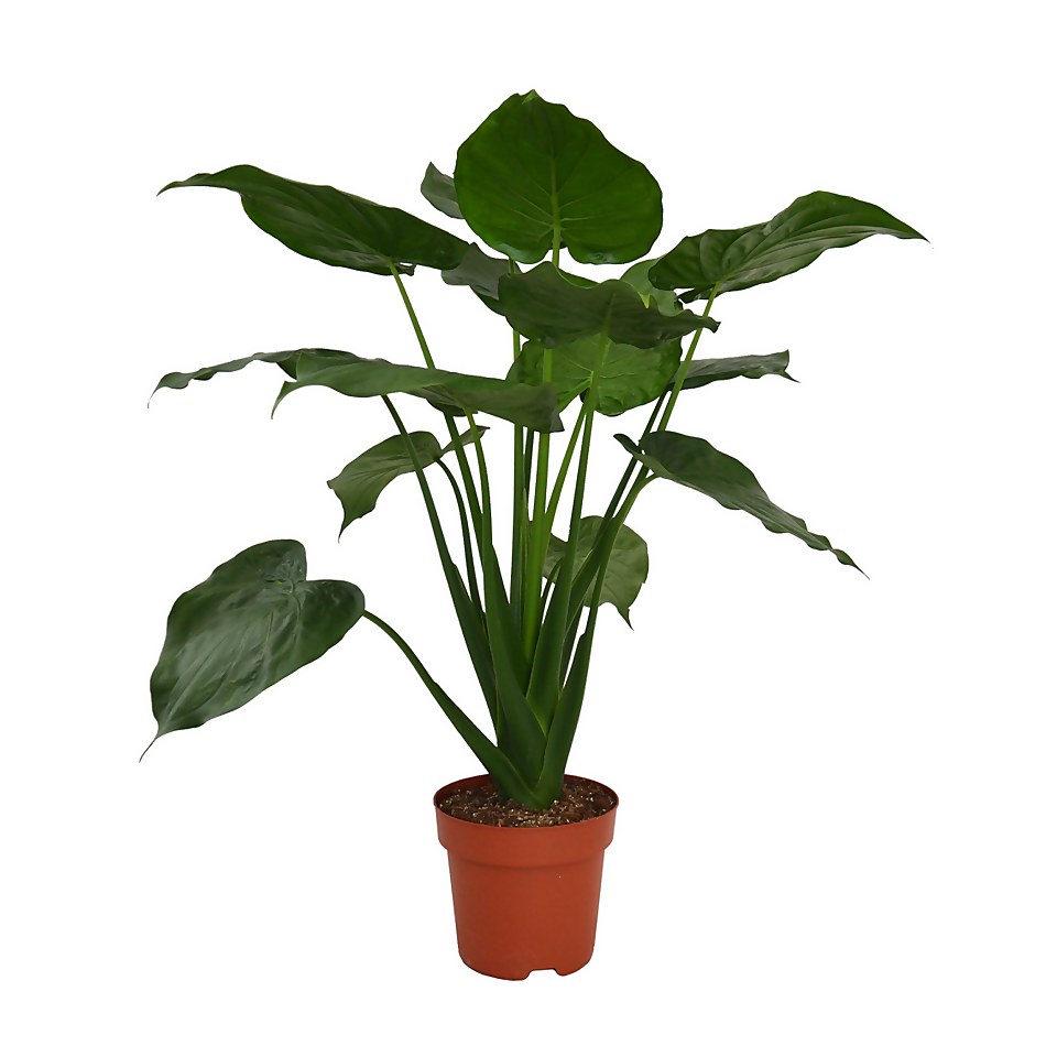 Alocasia Cuculata Houseplant - 24cm