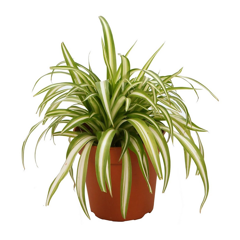 Chlorophytum 'Spider Plant' Comosum 'Variegatum