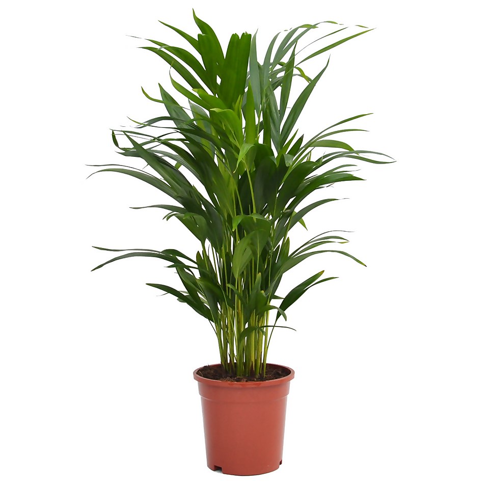 Areca Palm Dypsis lutescens (Butterfly or Golden Palm) in 17cm Pot