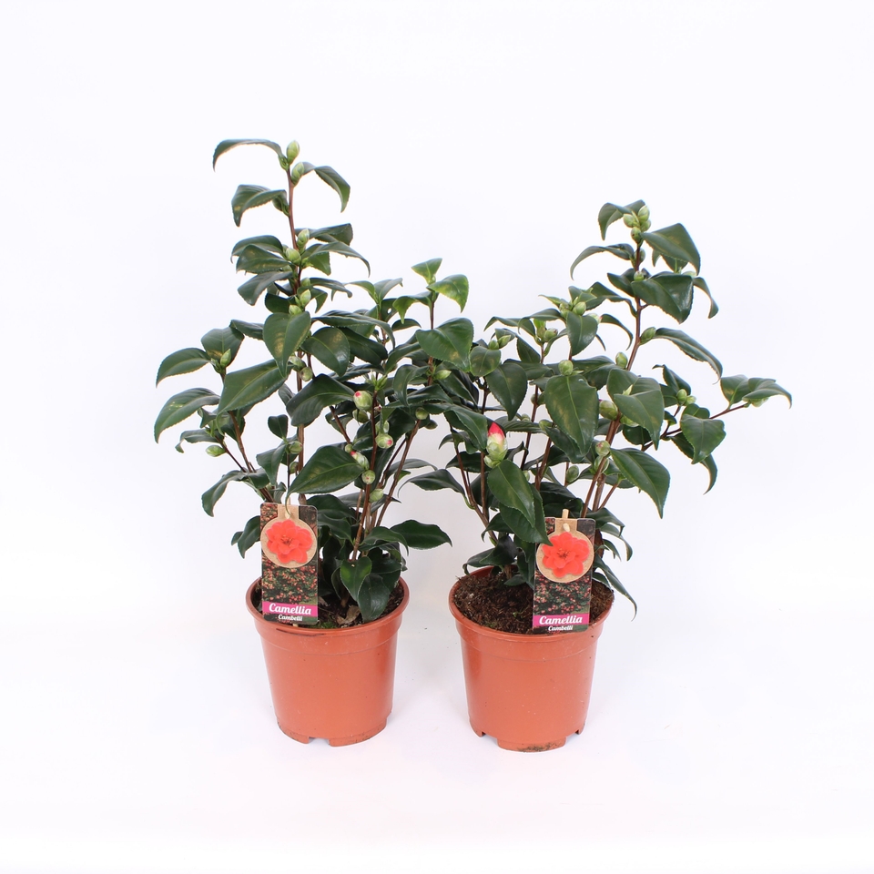 Camellia Japonica Lady Campbell Red 17cm