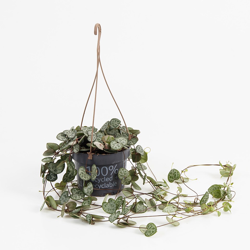 Ceropegia Woodii (String of Hearts) in Hanging Basket