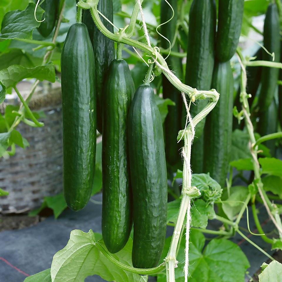 Cucumber Indoor Femspot - Vegetable 9cm