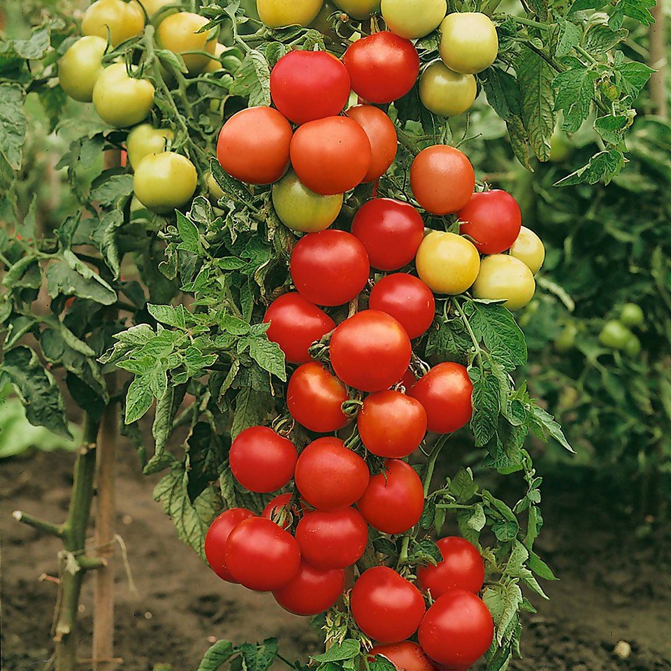 Tomato Moneymaker - Vegetable 9cm
