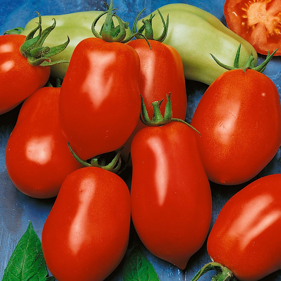 Tomato Italian Plum Roma - Vegetable 9cm