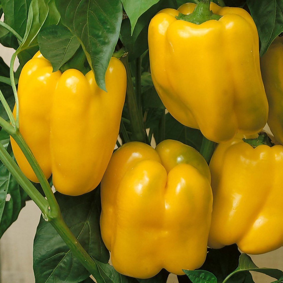 Sweet Pepper Yellow Elfo - Vegetable 9cm
