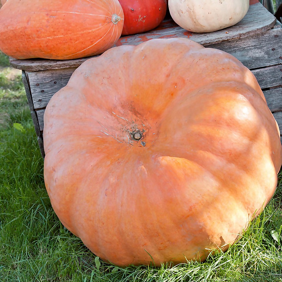 Pumpkin Charmed - Vegetable 9cm