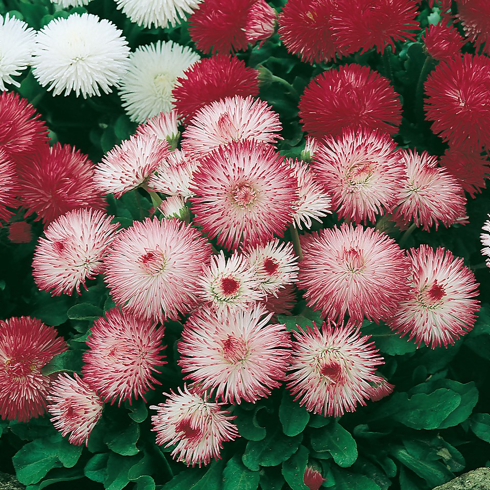 Bellis Double Flowered Mix Large 6 pack Spring Bedding Plants
