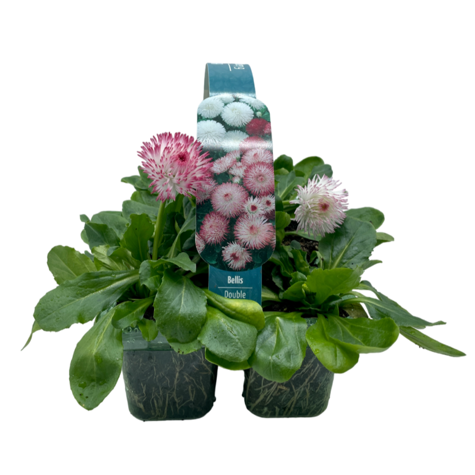 Bellis Double Flowered Mix Large 6 pack Spring Bedding Plants Homebase