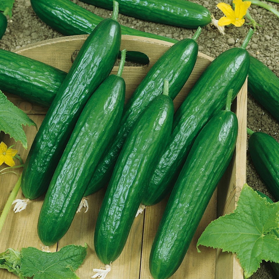 Vegetable Strip Mini Cucumber Hana