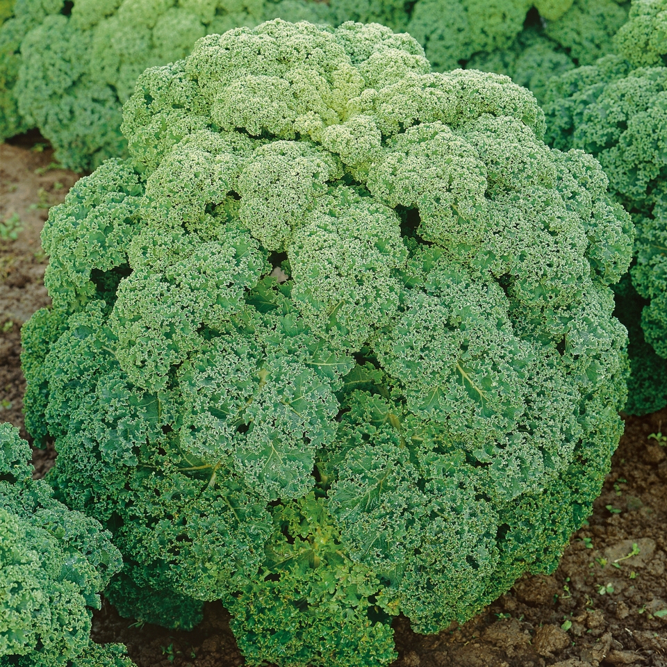 Vegetable Strip Curly Kale Reflex