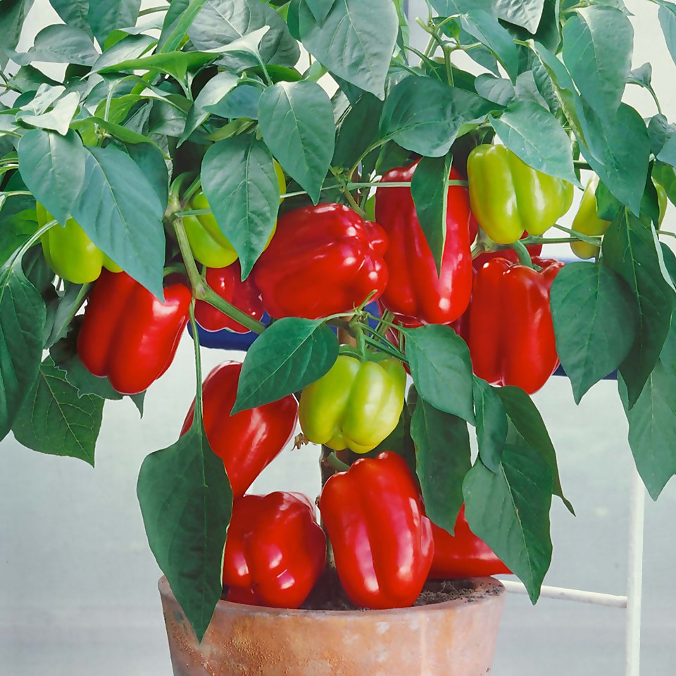 Sweet Pepper Bell Boy - Vegetable 9cm