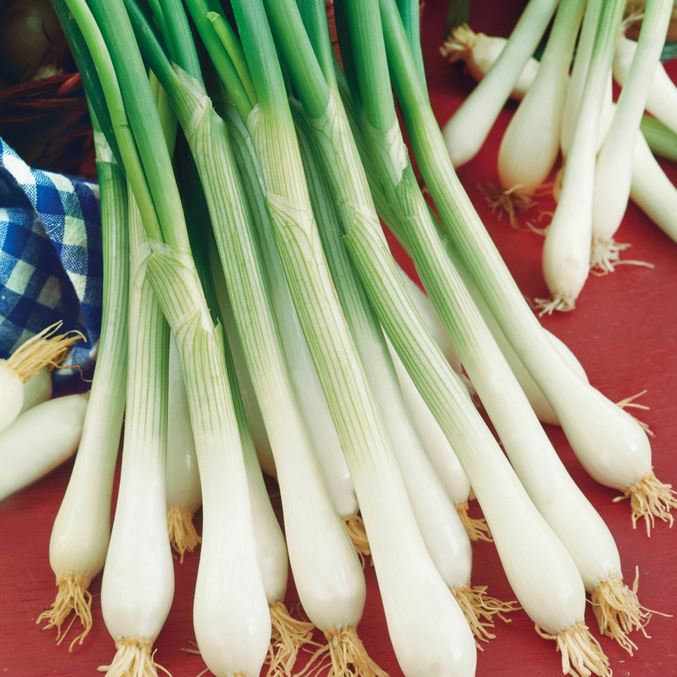 Vegetable Strip Spring Onion White Lisbon