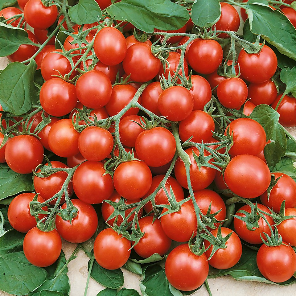 Tomato Tumbling Tom - Vegetable 9cm