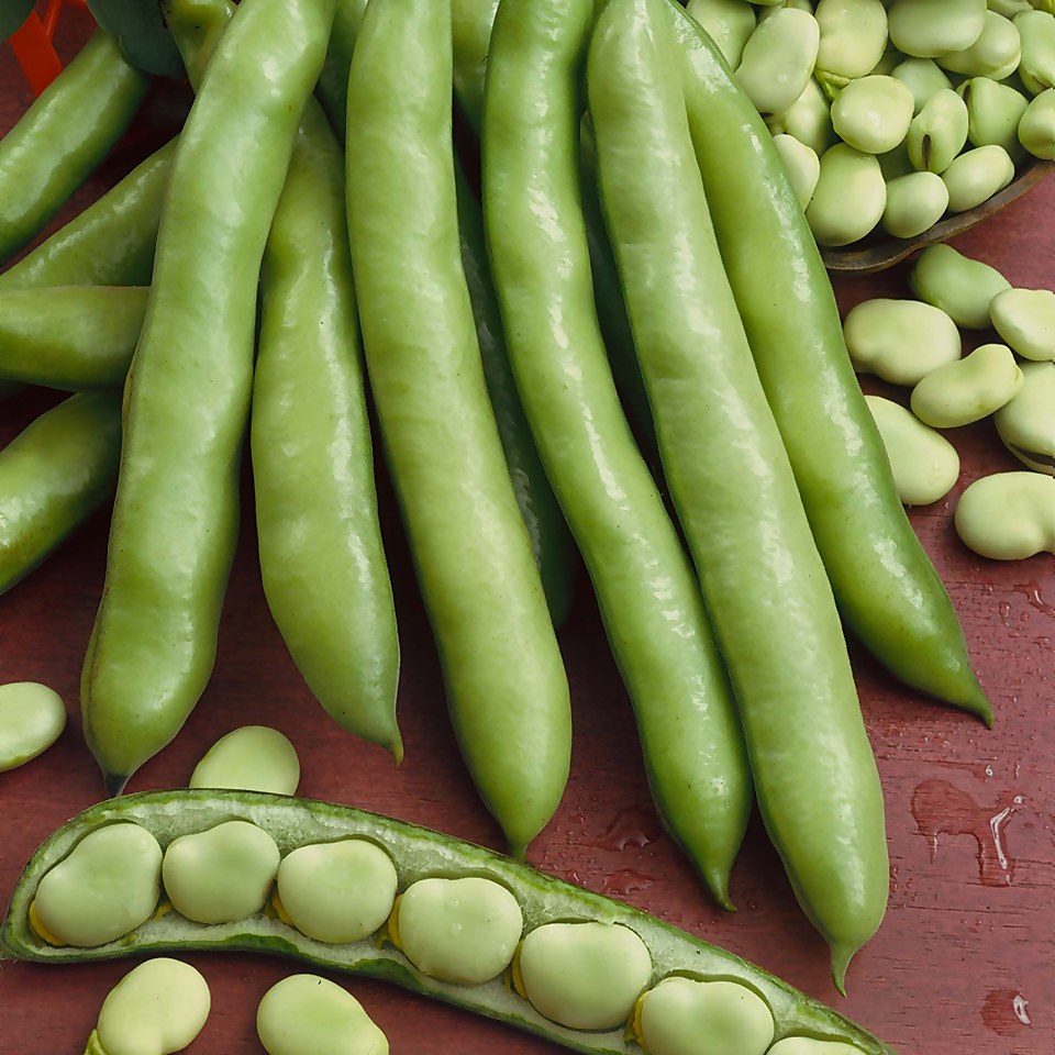 Vegetable Strip Broad Bean Bunyards Exhibition