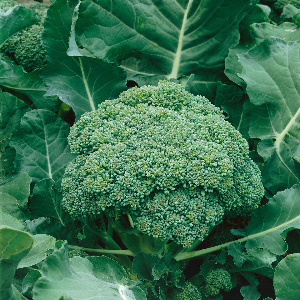 Vegetable Strip Broccoli Marathon
