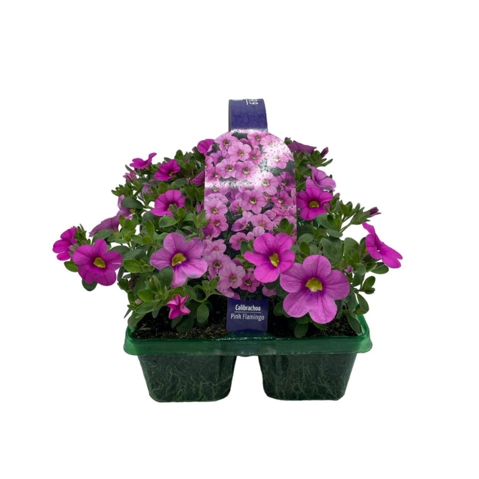 Calibrachoa Mix Jumbo 6 Pack Summer Bedding Plant Homebase