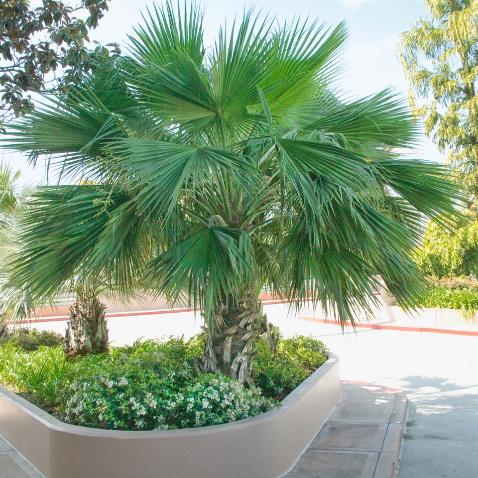 Trachycarpus fortuneii (Chusan Palm) - 50L