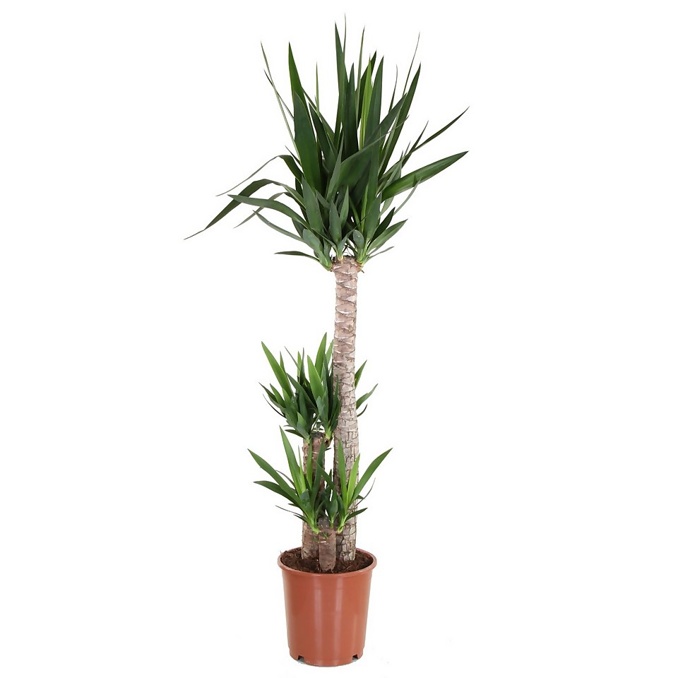 Yucca Houseplant- 24cm