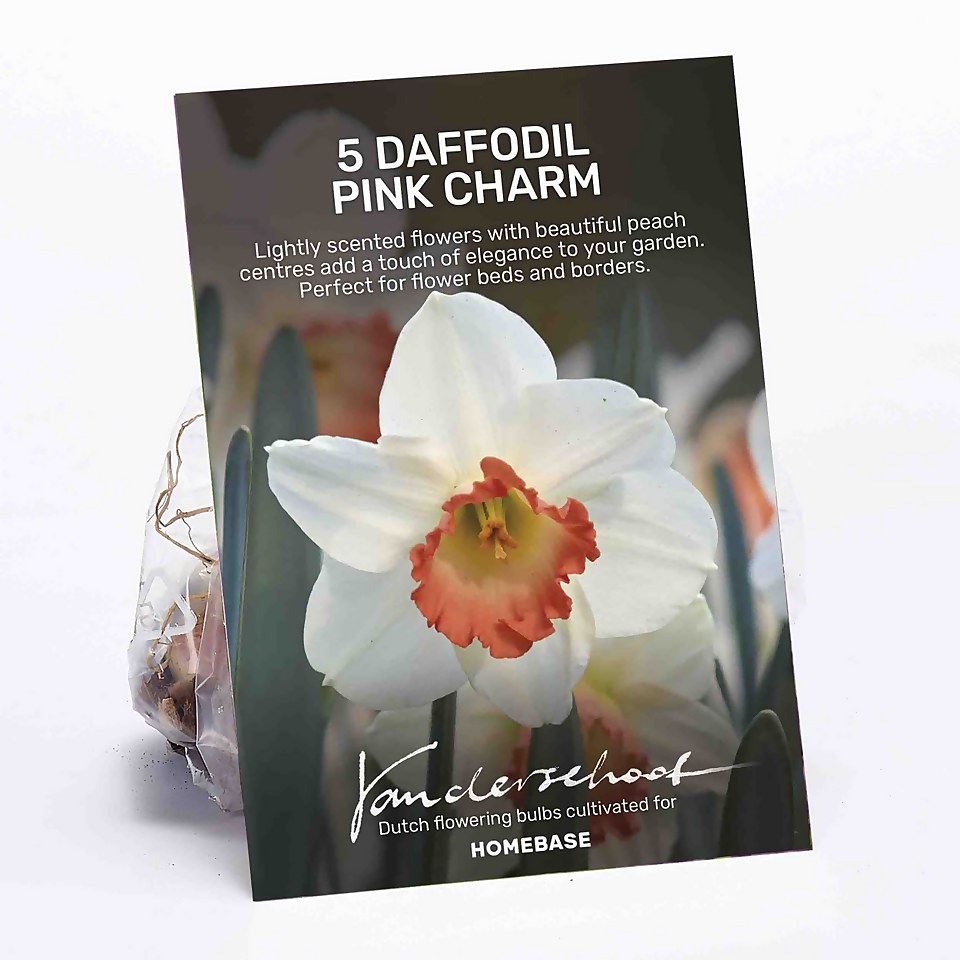 Daffodil Pink Charm Plant Bulbs Homebase