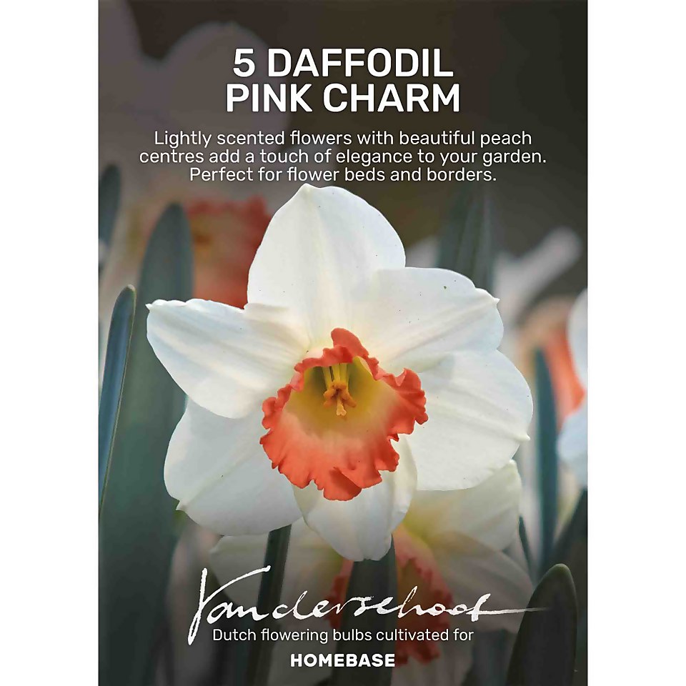 Daffodil Pink Charm Plant Bulbs Homebase