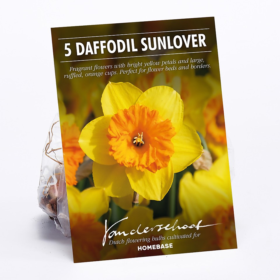 Daffodil Sunlover Plant Bulbs Homebase