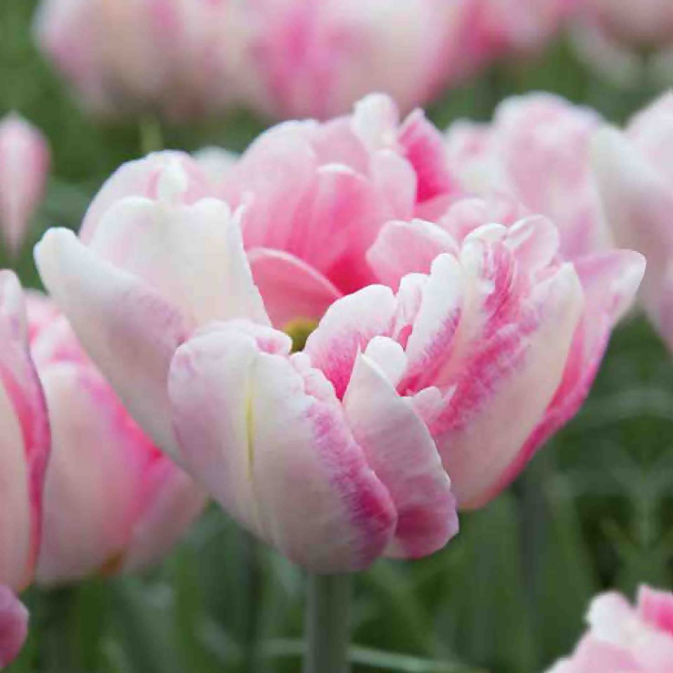 Tulip Finola Plant Bulbs Homebase