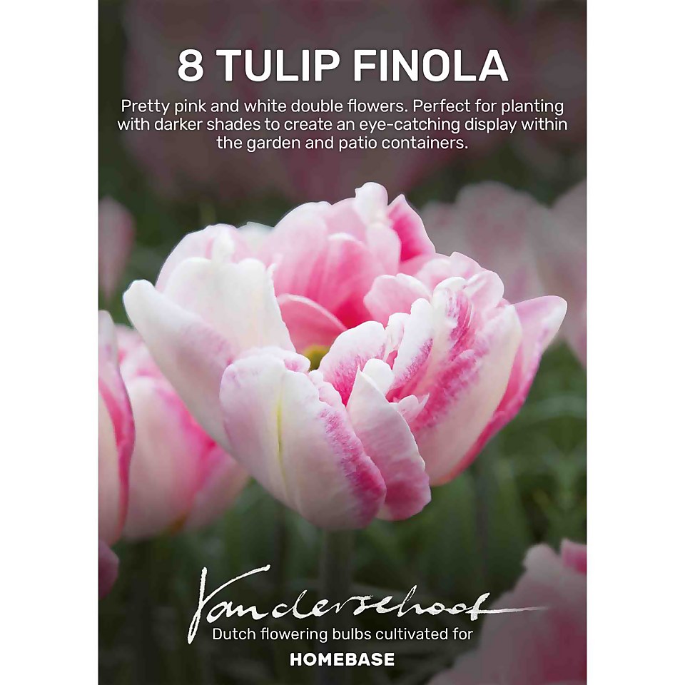 Tulip Finola Plant Bulbs Homebase