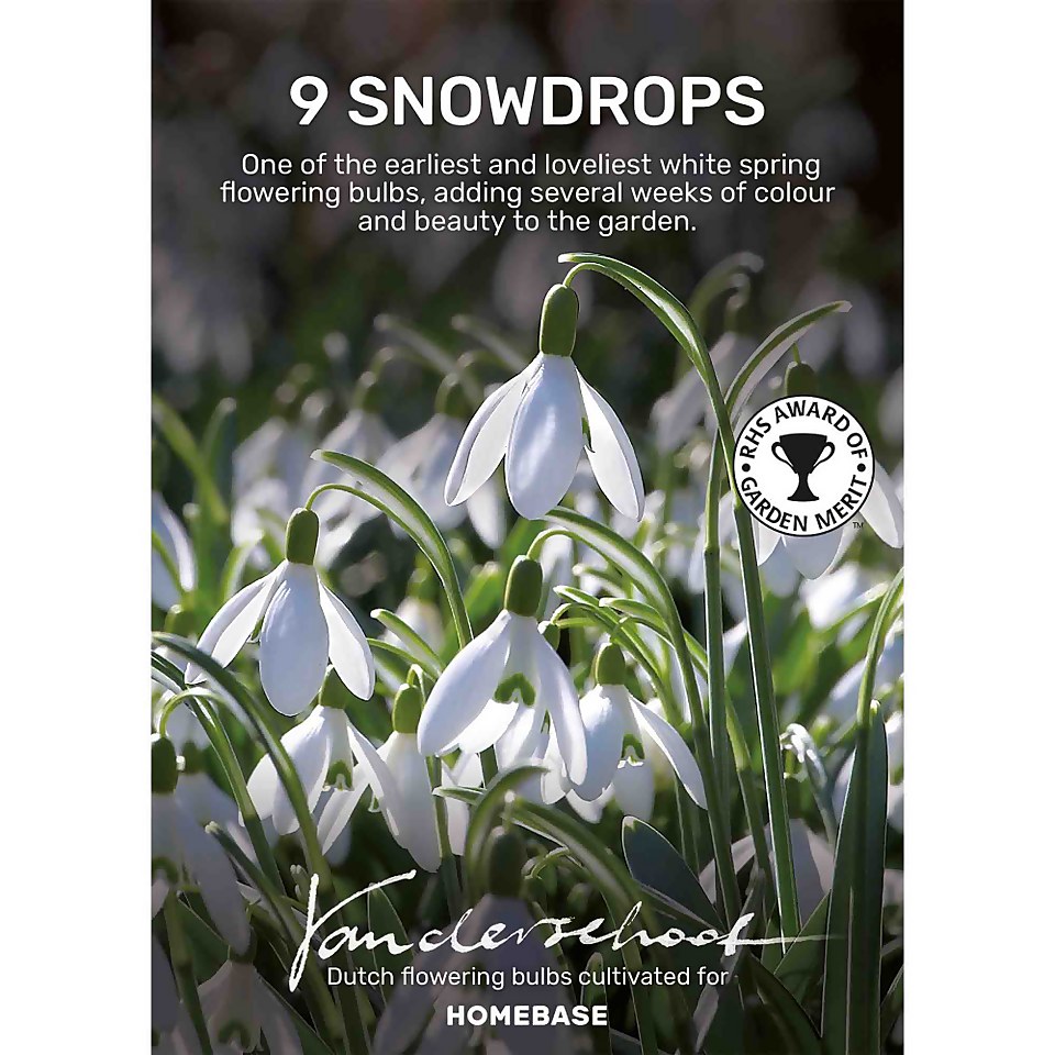 Galanthus Woronowii Plant Bulbs Homebase