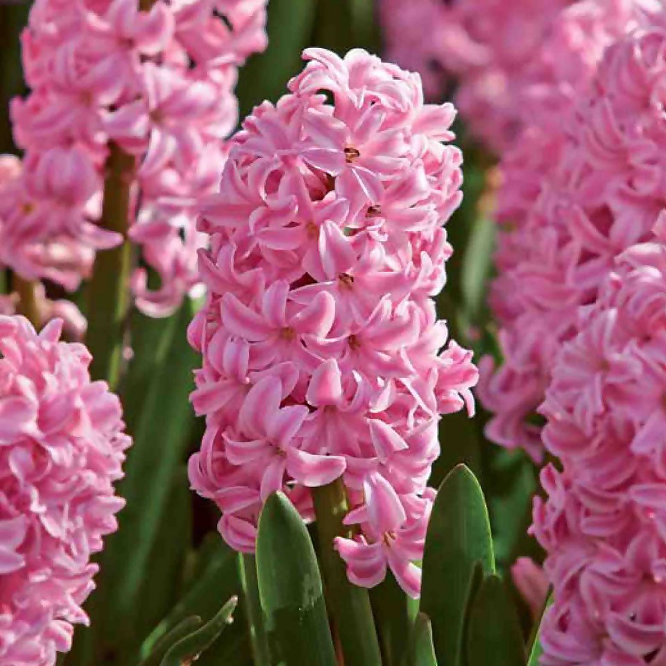 Hyacinth Fondant Plant Bulbs Homebase